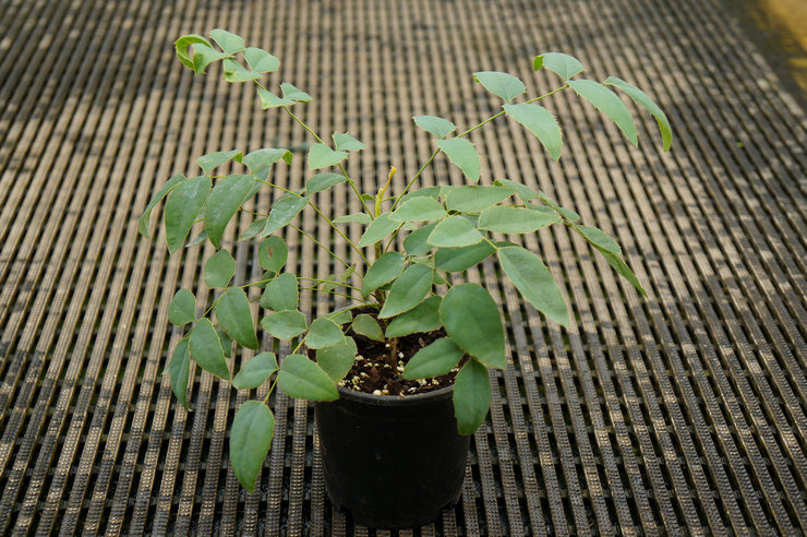 Plantering av Mahonia i öppen mark