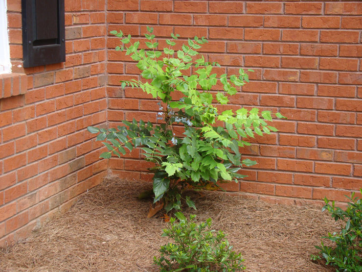 Mahonia vårdregler