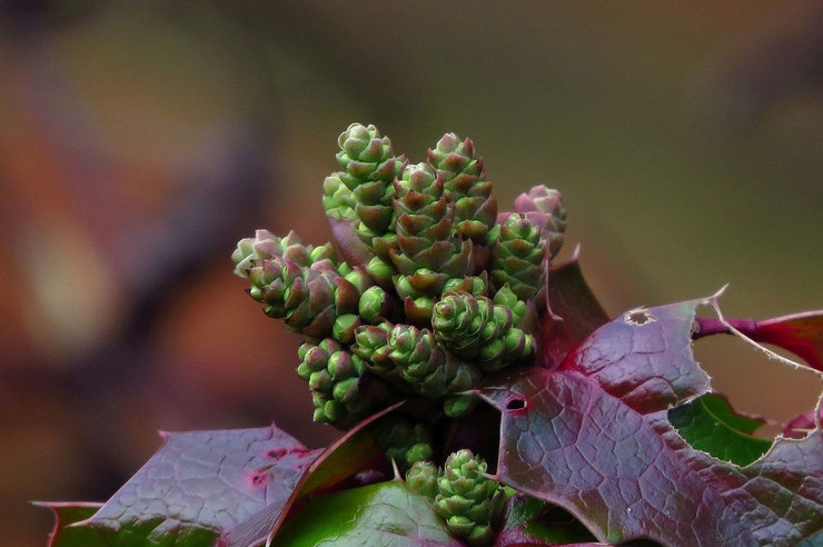 Typer och sorter av Mahonia