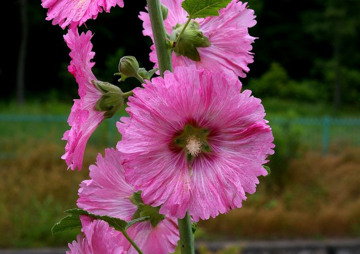 Hybrid mallow