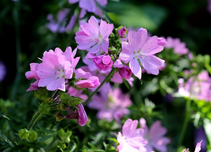 Musk mallow