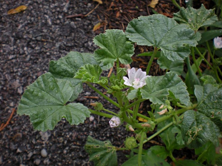 Regler för plantering av malva