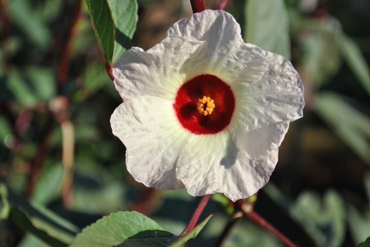 Mallow Sudan