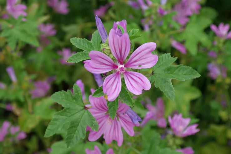 Mallow hutan