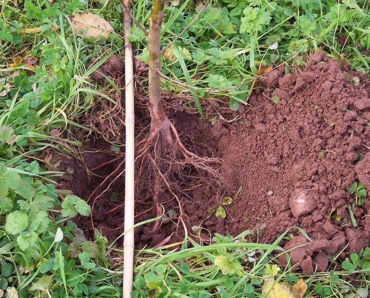 Menanam buah persik di tempat yang tetap