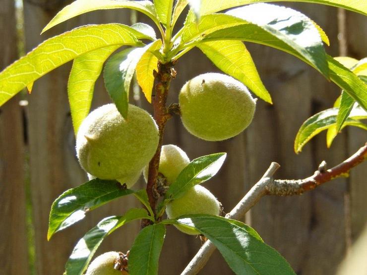 Penjagaan buah persik di rumah dan di luar rumah