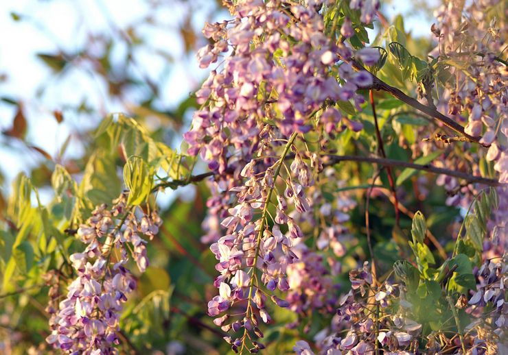 Wisteria Cina