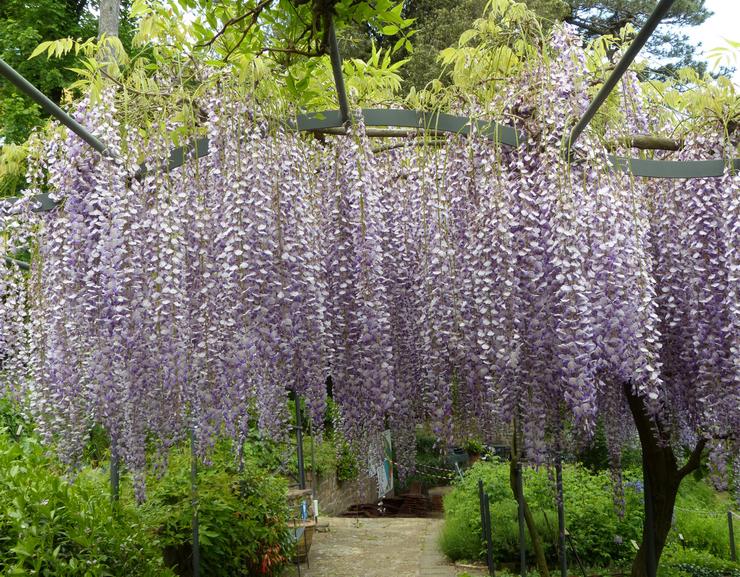 Wisteria berbunga yang berlimpah, atau berbilang bunga