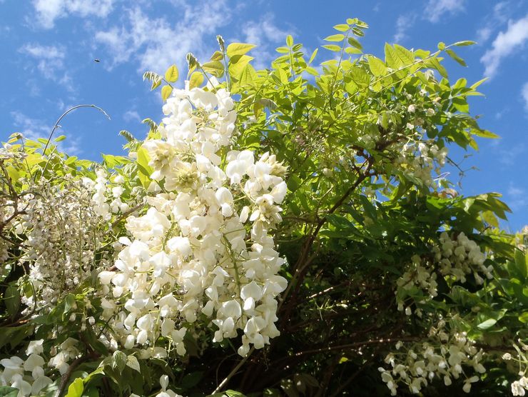 Wisteria yang indah