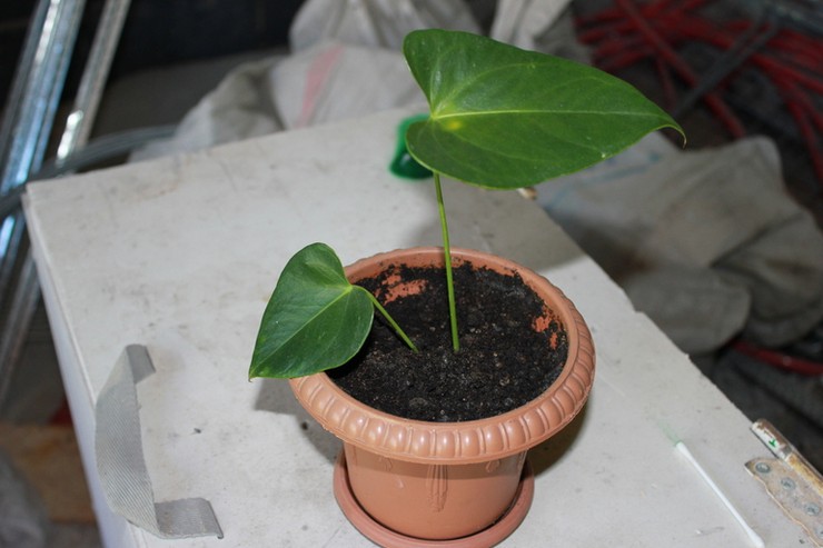 Uppdelning av anthurium under transplantation