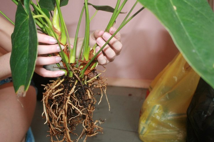 Cara pemindahan anthurium dengan betul di rumah