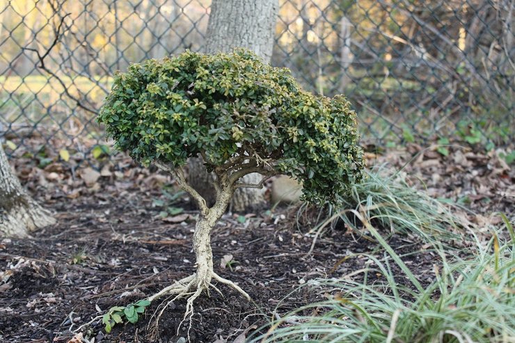 Plantering av ved