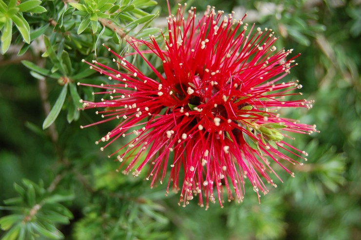 Callistemon - hemvård. Callistemon odling, transplantation och reproduktion. Beskrivning, typer. Ett foto