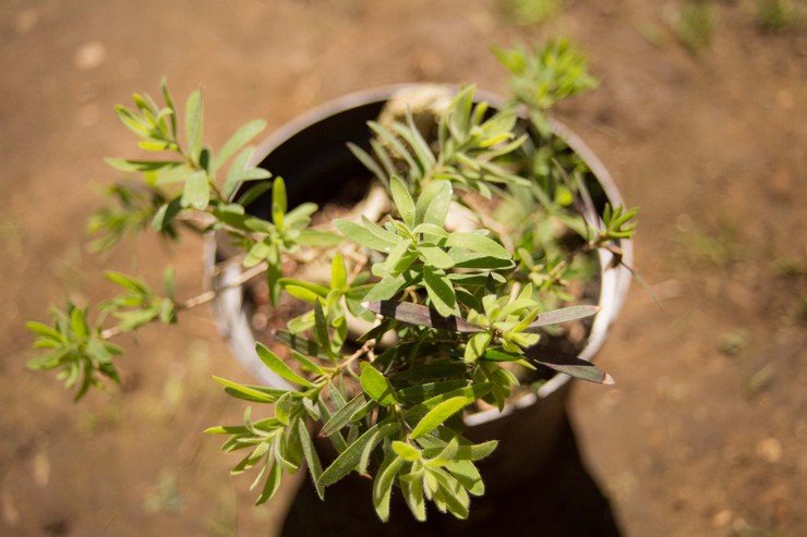 Reproduktion av callistemon