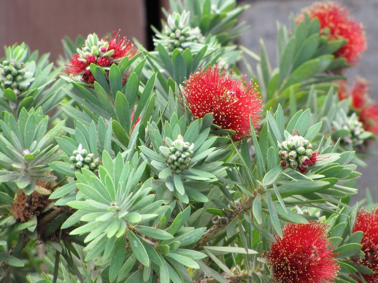 Untuk menyiram callistemon, disarankan untuk menggunakan hanya air yang diselesaikan atau disucikan.