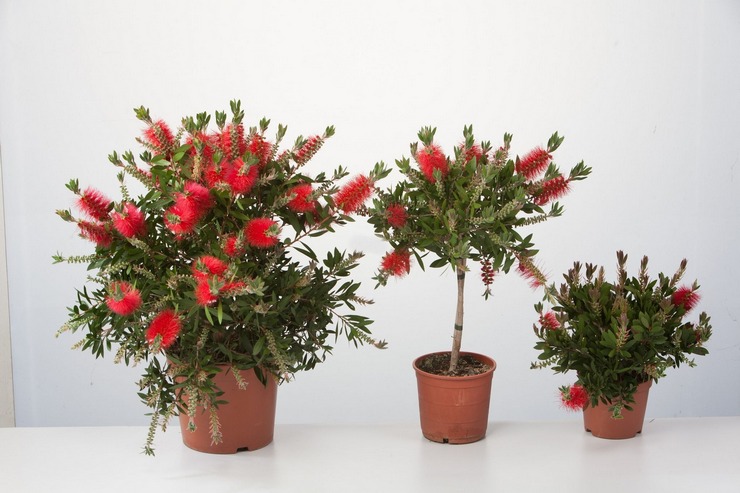 Hemsjukvård för callistemon