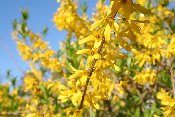 Forsythia - plantering och vård i det öppna fältet. Växande forsythia, avelsmetoder. Beskrivning, typer. Ett foto