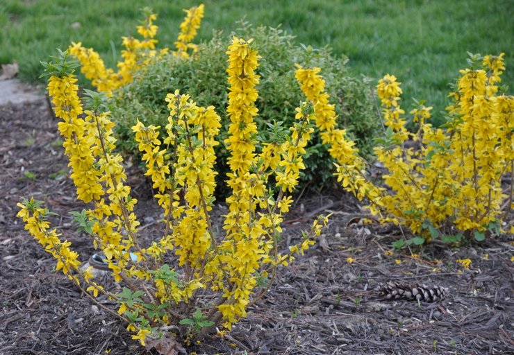 Planterar forsythia