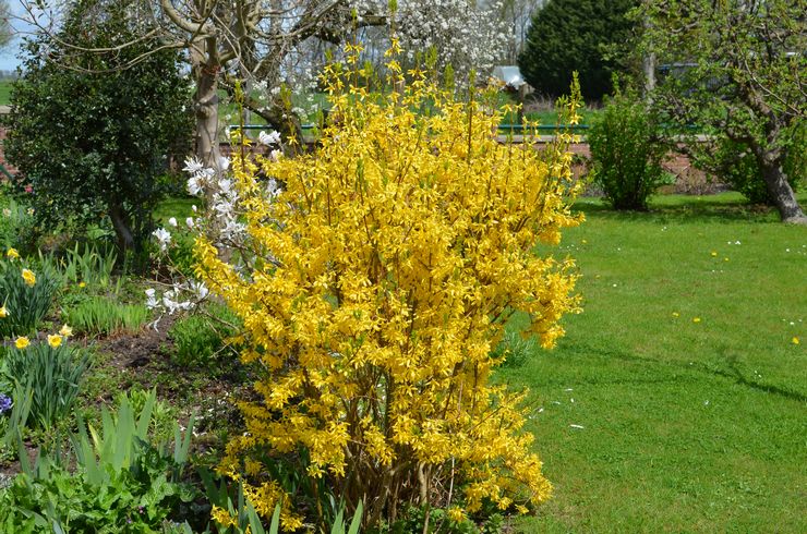 Penjagaan Forsythia