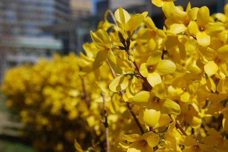 Typer och sorter av forsythia