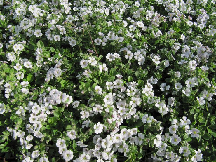 Bunga Gypsophila - menanam dan merawat di ladang terbuka. Tumbuh gypsophila dari biji, kaedah pembiakan. Penerangan, jenis. Gambar