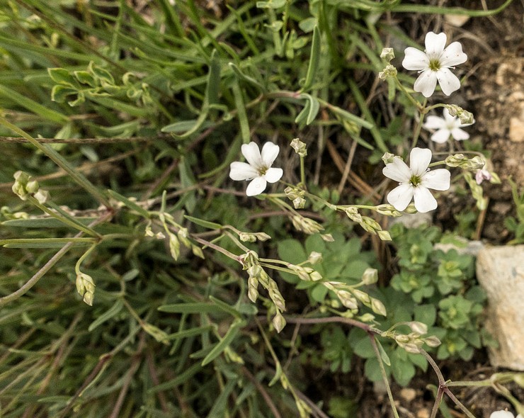 Plantering av gypsophila