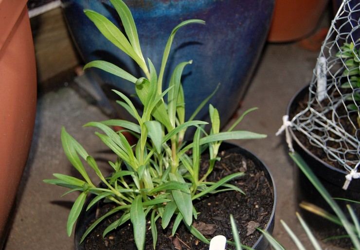 Pembiakan gypsophila