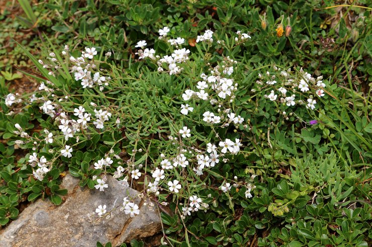 Penjagaan Gypsophila di luar rumah