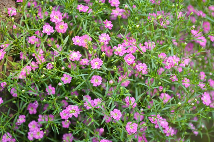 Typer och sorter av gypsophila