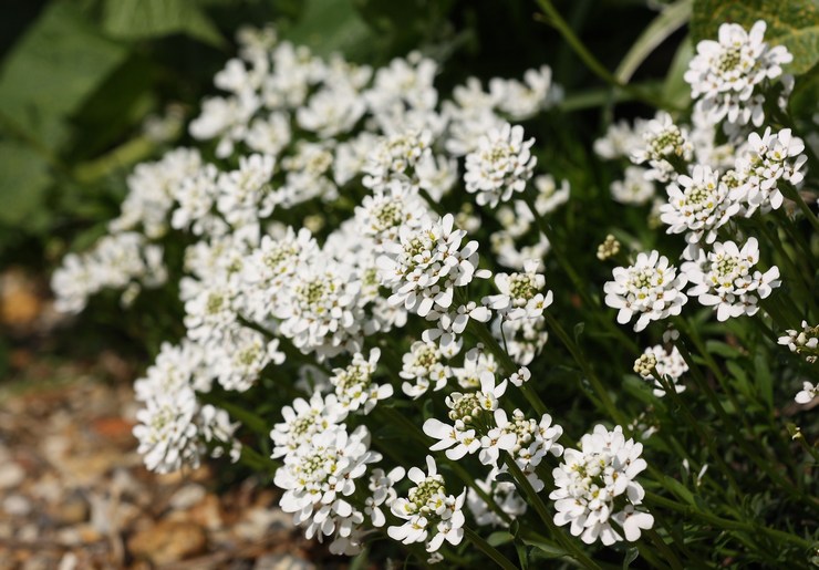 Iberisblomma - plantering och vård i det öppna fältet. Växande Iberis från frön, reproduktionsmetoder. Beskrivning, typer. Ett foto