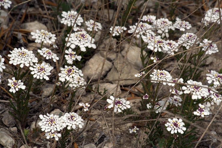 Iberis selepas berbunga