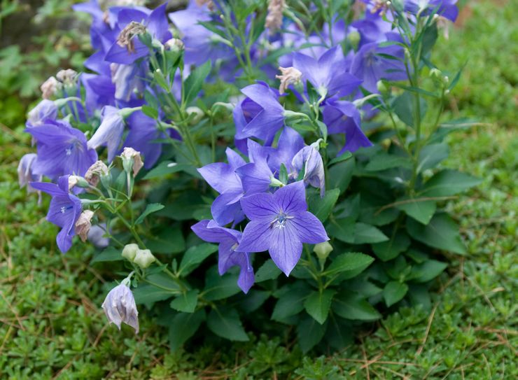 Penjagaan platycodon di kebun