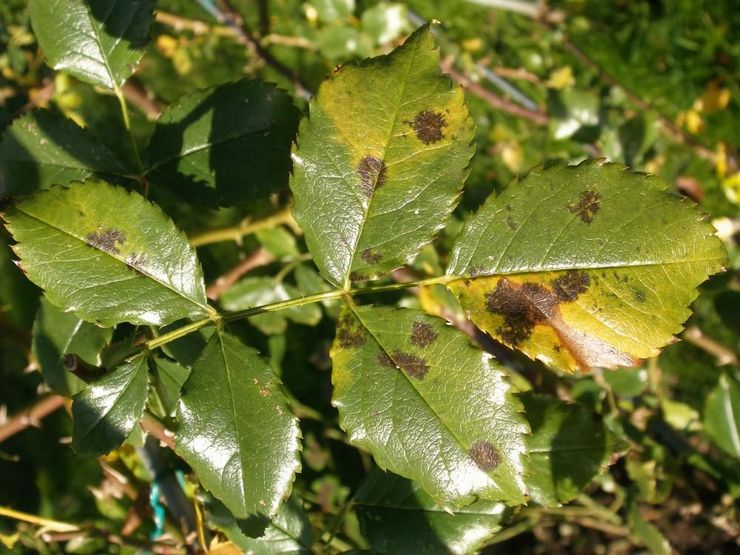 Antraknos framträder som små svarta fläckar på plastytans yttre yta