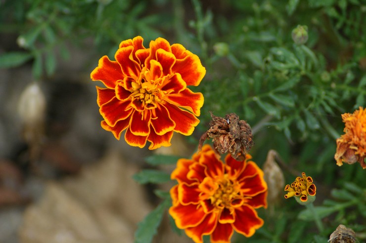 Marigolds selepas berbunga