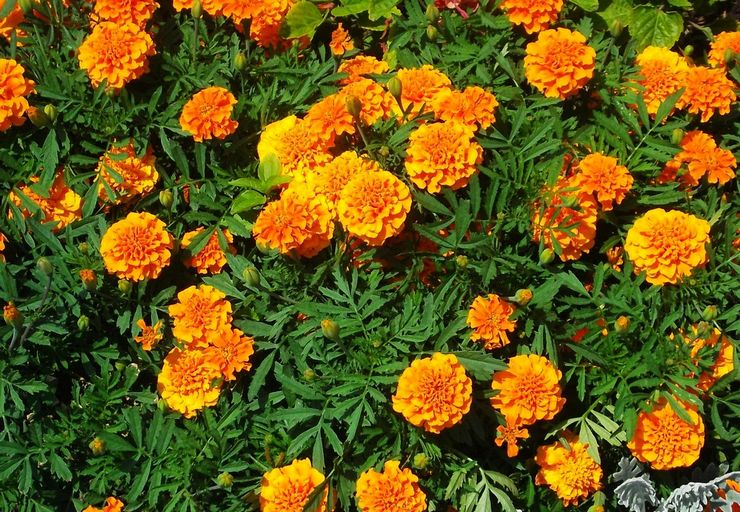 Bunga marigold - menanam dan merawat di ladang terbuka. Tumbuh marigold dari biji, kaedah pembiakan. Penerangan, jenis. Gambar