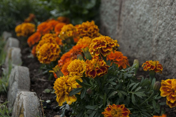 Cara menanam marigold dengan betul