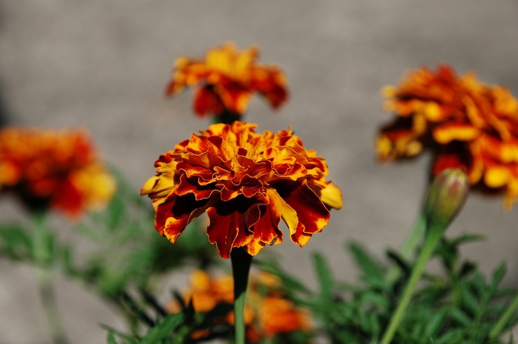 Användningen av ringblommor blomställningar