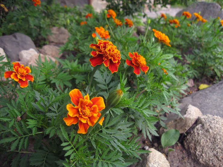 Penjagaan marigold