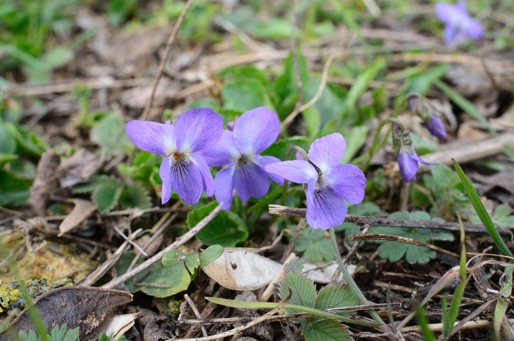 Viola selepas berbunga