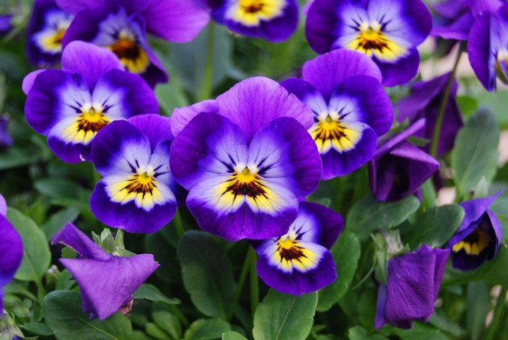 Bunga Viola - menanam dan merawat di ladang terbuka. Tumbuh viola dari biji, kaedah pembiakan. Penerangan, jenis. Gambar