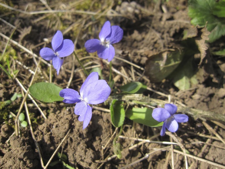 Plantera viola i öppen mark