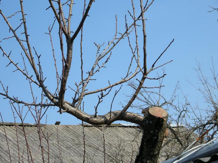 Cara memangkas pokok epal pada musim bunga: masa dan skema untuk pokok tua dan muda