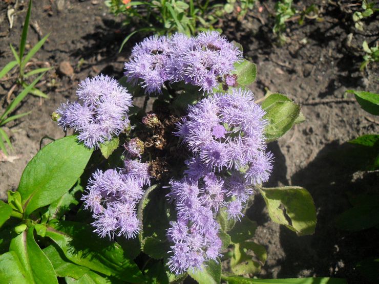 Ageratum sjukdomar