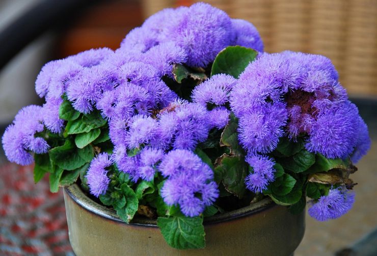 Ageratum di rumah