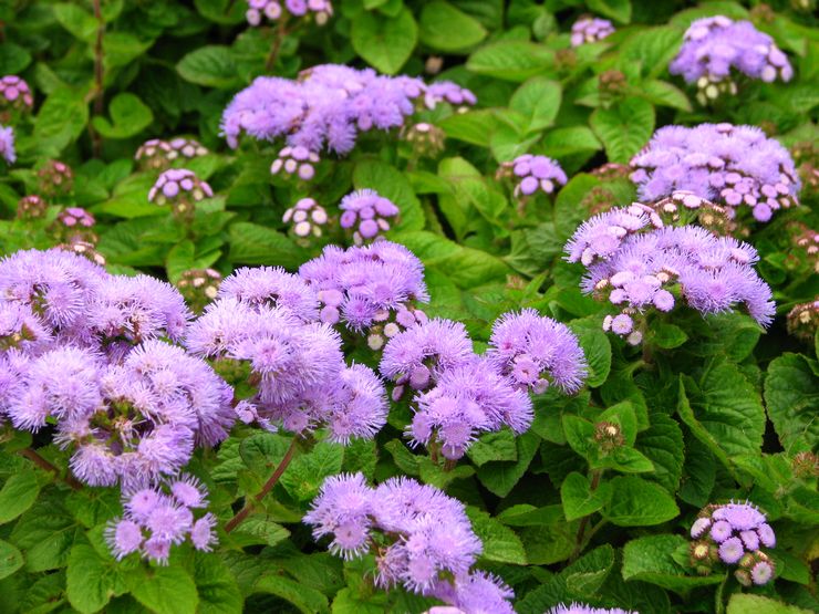 Ageratum mexikansk