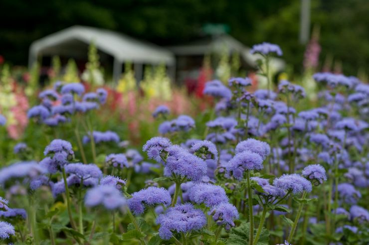 Ageratum i landskapsdesign