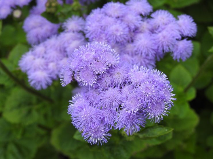 Penerangan Ageratum