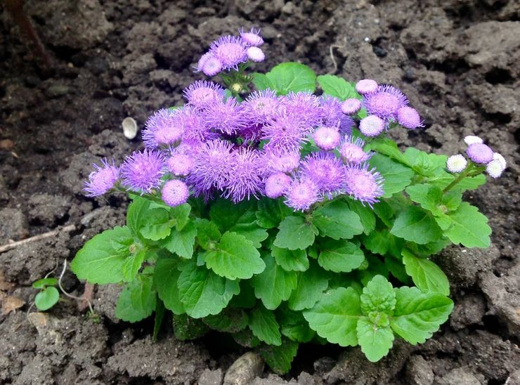 Plantering av ageratum i öppen mark