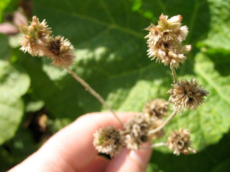 Ageratum selepas berbunga