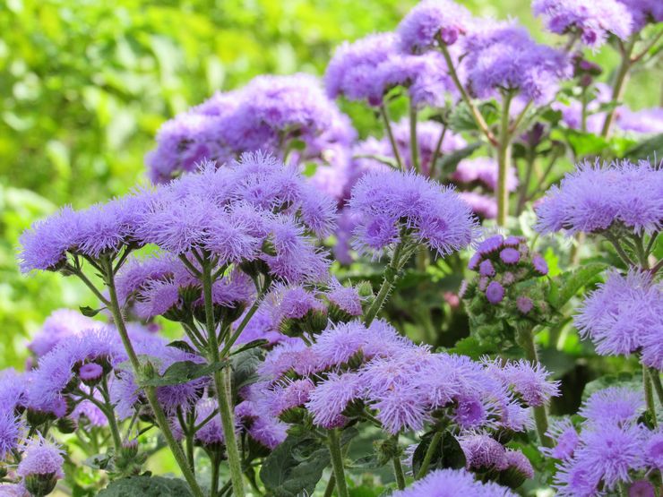 Ageratum växt